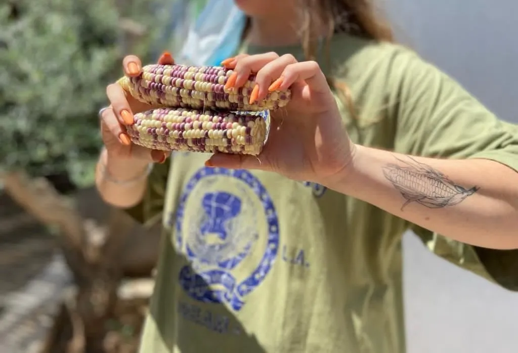 צעירה מחזיקה קלחי תירס צבעוניים