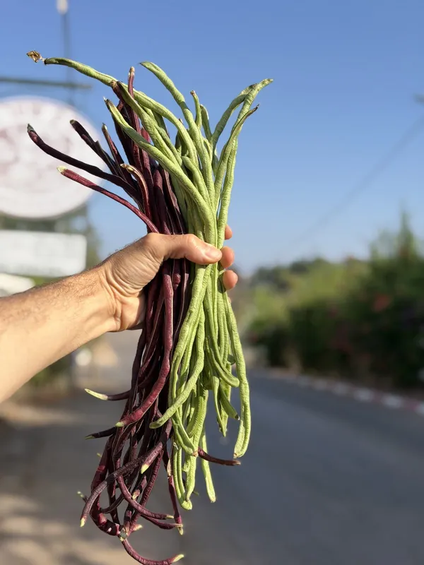 יד מחזיקה צרור שעועית ארוכה ירוקה וסגולה