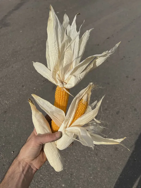יד מחזיקה שני קלחי תירס עם עלים יבשים