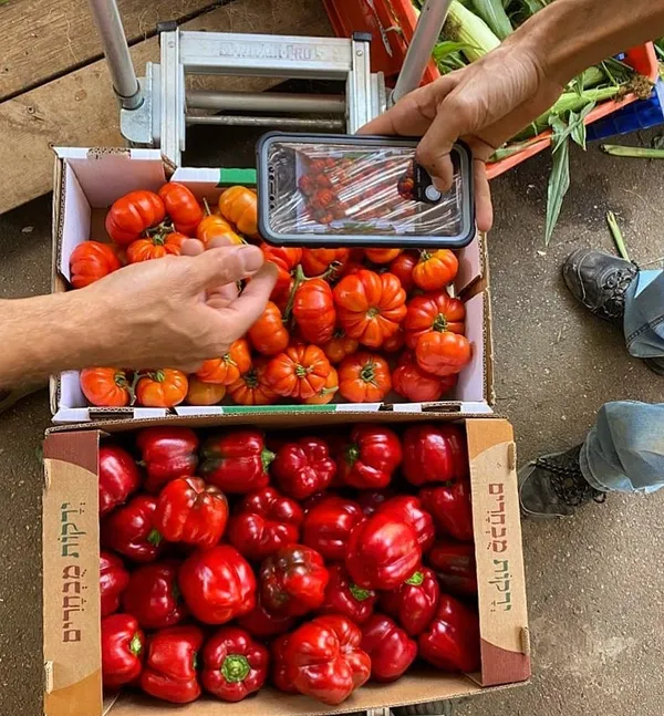 ארגזים של עגבניות ופלפלים אדומים